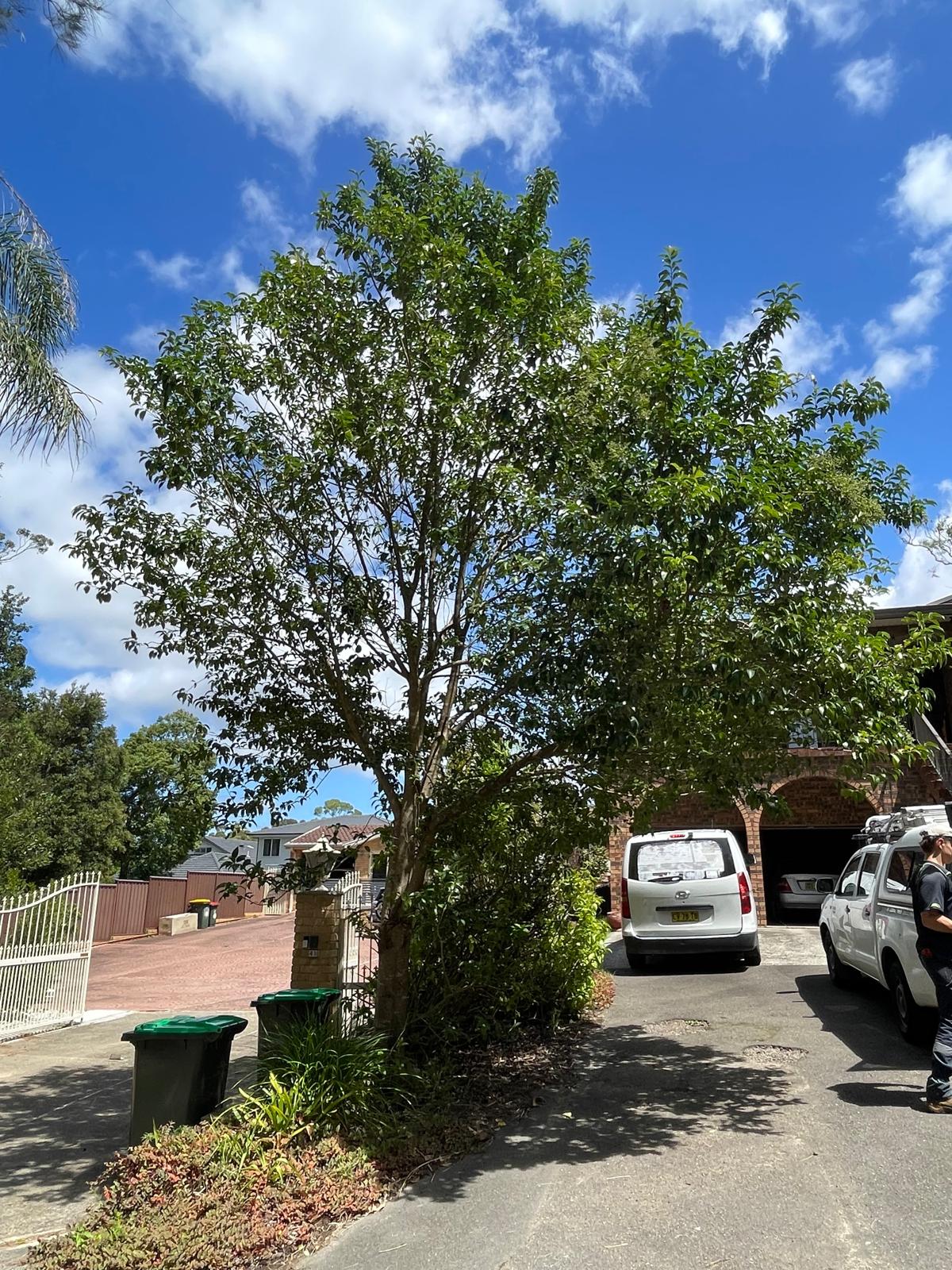 Mature large-leaved privet